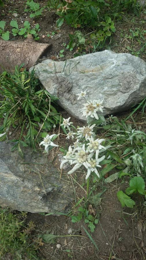 Rifugio Stella Alpina Hotel Saviore dell'Adamello Eksteriør billede